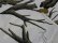 画像7: 90'S WHITEWATER OUTDOORS TREE CAMO PATTERN COTTON × POLYESTER JACKET WITH HOODED（ホワイトウォーター アウトドア ツリー迷彩柄 フード付き コットン × ポリエステル混紡 ジャケット）（XL）
