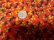 画像6: 70'S PROFILE FLOWER PATTERN L/S NYLON SHIRTS（プロファイル 花総柄仕様 長袖 ナイロン シャツ）(L)　