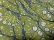 画像11: 18'S patagonia HEXY FISH REPEATING PATTERNE BAGGIES SHORTS（2018年製 パタゴニア トビウオ 総柄仕様 バギーズショーツ）DEAD STOCK（XL）