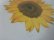 画像5: 90'S STUDIO Q. SUN FLOWER T-SHIRTS（スタジオ Q ヒマワリ Tシャツ）MADE IN USA（XL）