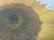 画像6: 90'S STUDIO Q. SUN FLOWER T-SHIRTS（スタジオ Q ヒマワリ Tシャツ）MADE IN USA（XL）