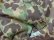 画像5: 80'S FIELDLINE DUCK HUNTER CAMO PATTERN NYLON BAGPACK（フィールドライン ダックハンター迷彩柄 ナイロン バッグパック）MADE IN USA